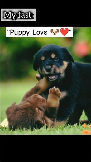 Cute Puppies Playing Happily 🐶🐾 | Funny & Playful Little Dogs #shorts #puppy