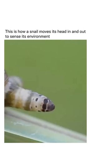 Nature Uncharted on Instagram: "Snails “bob” their heads in and out to read their surroundings. Their eye stalks and lower tentacles are packed with light, touch, and chemical sensors, so extending and retracting them helps the snail sample the air, feel vibrations, and detect food or danger—basically scanning the environment in slow motion"