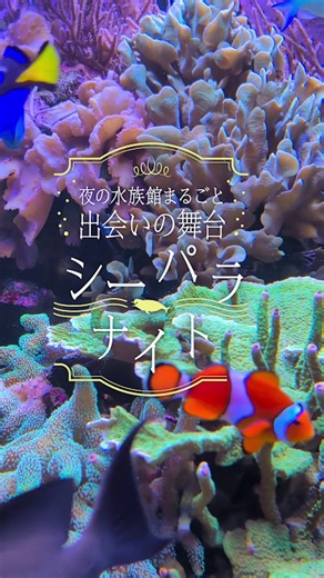 横浜八景島シーパラダイスで特別な恋活イベント