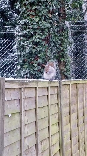 PureVision PVR cylinder stove on TikTok