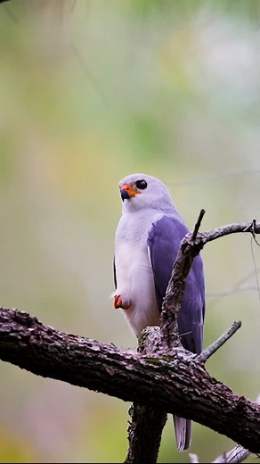 173 reactions · 20 comments | Grey Goshawk hunting black duck babies...