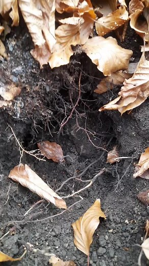 Discovering Truffles: A Gardening Adventure