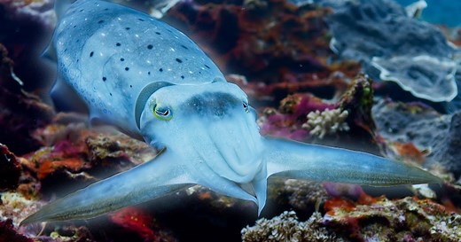 Cuttlefish Hypnotizes Crab with Pulsating Color-Changing Skin