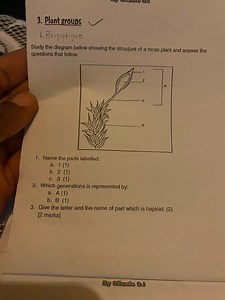 Plant groupsA. BryophytesStudy the diagram below showing the... | Filo
