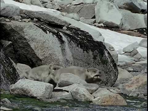 The Future is Wild (Animal Planet version)