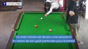 Un chat espiègle s'amuse à attraper des boules de billard en Chine