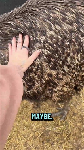 Facts about Emus!