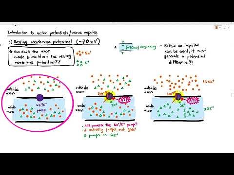 15-5 Resting Membrane Potential (Cambridge AS A Level Biology, 9700)