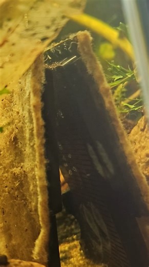 Discovering Snail Eggs in the Aquarium Nesting Grounds