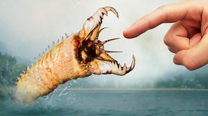 Rare giant bobbit worm caught on camera