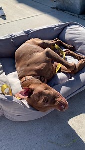 3.8K views · 1.6K reactions | He’s so happy with the weather at the beach... | Aladdin Nation | Facebook