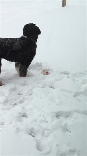 If joy had a slow-motion button… it would look like this ❄️🐾