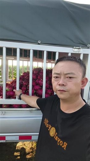 火龙果种植基地， 这地方好热。
