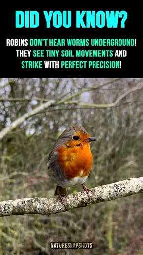 🐦 Red robins (American robins) || #animals #nature #facts
