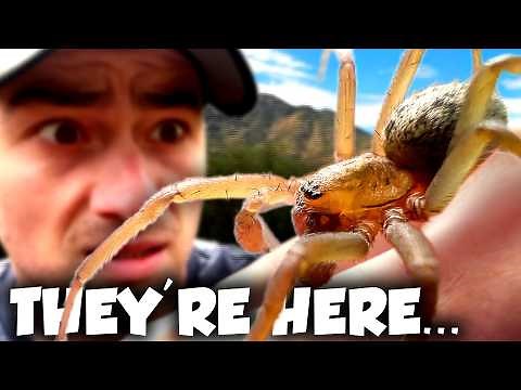 Invasive Hobo Spiders Have Arrived... Are They DANGEROUS?