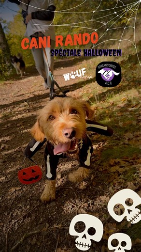 9 comments |  Rassemblement terrifiant de Cani randonneurs...