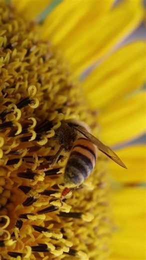 🐝 Perfect Moment: Bee Pollinating a Flower