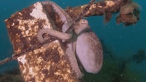 Octopus Mating Sequence Captured by Australian Diver