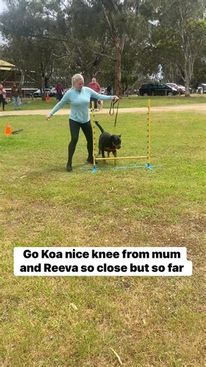 Too cute #dogtraining #dogtrainer #perthdogtrainer #obedience #obediencetraining #urbanwolfeperth #workingrottweiler #THINKDOG #heel #petdog #dogneutrality #focusandengagement #rottweiler #petrottweiler #rottweilersofinstagram #rottweilersofperth #reels #viral #1stannualdogkhana #dogkhana #boerboel | Urban Wolfe Perth Dog Training