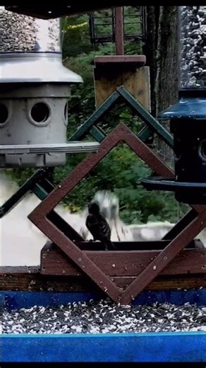 Crazy Hawk catch bird