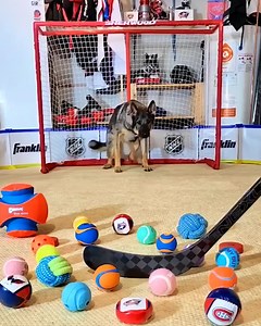 Distractions won't work on this laser-focused dog goalie! 🐕‍🦺🏒 | Furry Tails