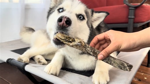 33 reactions | Dog Treat Taste Test with Pluto Pants! | Part 2 | Pluto The Husky | Facebook