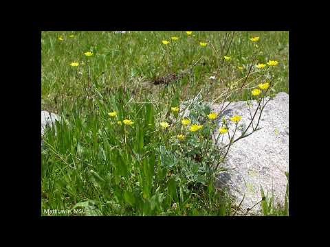 Noxious or Native? Cinquefoils (Potentilla species)