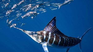 The Largest Striped Marlin Ever Caught in Washington was a Deep-Sea Marvel