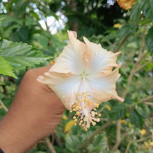 100 Giant Hibiscus Seeds | Large Tropical Flowering Plant | Indoor/outdoor Garden | Easy to Grow - Etsy Canada