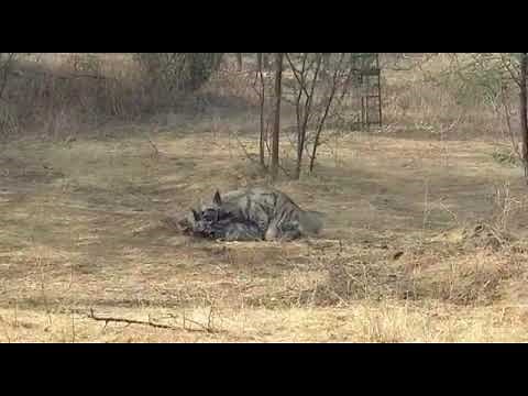 Hyenas Mating Video | Jhalana Safari