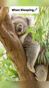 How Animals Sleep 😴🌍 Sleep