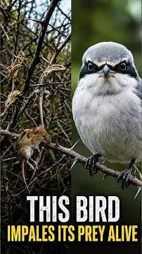 This Bird Impales Its Prey Alive😳 | Shrike Bird