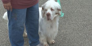 AKC All Breed Dog Show participants poised for final day