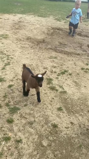 🐐🌿 Baby goats are growing up fast! We love watching their cute jumps and hearing their little ＂baa＂ as they explor | Party at the barn