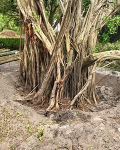 Bridge Road Tornado Damage Update in Hobe Sound, Florida: See the latest progress on restoring the beautiful banyan trees. Significant progress is being made in replanting the banyan trees damaged by the recent tornado. Of the 22 affected trees, 15 were toppled. A crane is actively being used to upright and replant as many of these trees as possible. This video showcases the advancements made by Saturday afternoon, June 15th, 2024. | Paul Dabill Photography