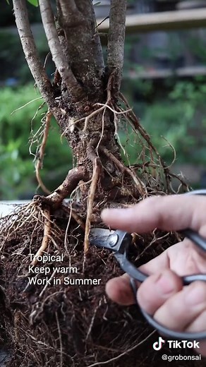 grobonsai on TikTok