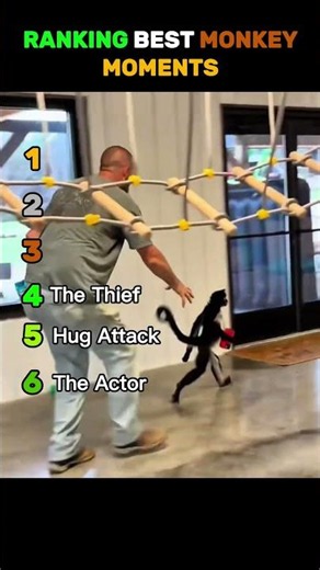 Ranking The Most Chaotic Monkey Moments 💀