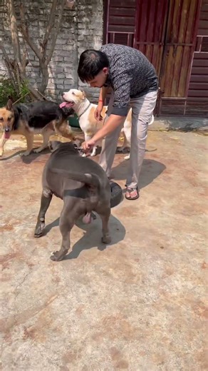 #pitbull #doberman #aggressive #dogbreed #dogfight #familydog #dog #attack #trending #viralshort