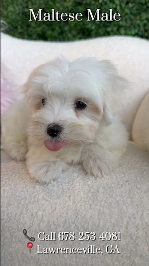 Cutest Maltese Puppies #forsale