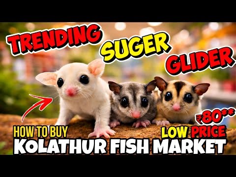 Sugar Glider Complete Care Guide 🐿️ | Food, Cage, details 🔥