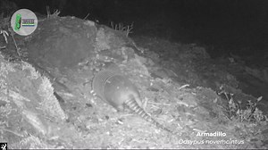 ¡Buen día! El armadillo de nueve bandas (Dasypus novemcinctus), es un pequeño mamífero acorazado emparentado con los osos hormigueros y los perezosos, y habita en gran parte del territorio nacional, como la Reserva de la Biosfera Tehuacán - Cuicatlán página oficial. 🌵 Es un animal escurridizo y tímido, de hábitos nocturnos, que se orienta por sus agudos sentidos del olfato y oído. Se caracteriza por tener una coraza que cubre la parte superior de su cabeza y espalda, que normalmente cierra para