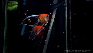 1.2K views · 134 reactions | Get more details at this link: https://angelsplus.com/collections/breeding-pairs/products/breeding-pair-koi-angelfish-2306 | Angels Plus | Facebook