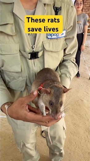 The Hidden Danger in Cambodia… and the Unlikely Heroes 🐀 #travel #cambodia #unsungheroes