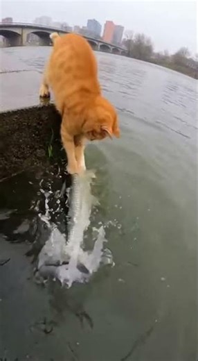 Cat's Fishing Attempt Gone Awry #cat #animals #ai