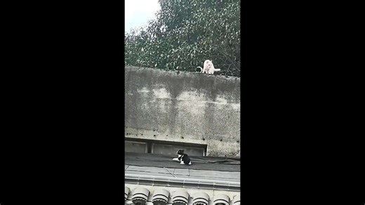 Wholesome moment mother cat teachers kitten how to climb wall