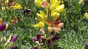  Did you know California is home to over 1,500 native bee species?...