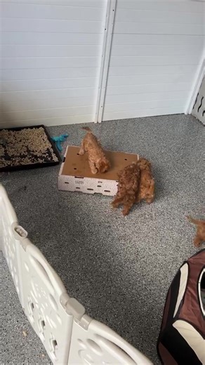 Grease Litter of F1 Cavapoos is SO excited about the cardboard boxes. We've been putting new random objects in their play area every day and they are always so cute and excited to explore. #cavapoo #cavapoogram #cavapoopuppy #cavoodle #cavapooworld #cavapoolove #cavoodlebreeder #cavapooworld #poodle #cavapoosofinstagram #cavapoosofnyc #minidoodle #minigoldendoodle #microgoldendoodle #goldendoodlebreeder #cavapoodaily #puppyculturebreeder #cavapoopuppies #cavapoosofboston #unitedstatesofcavapoos 