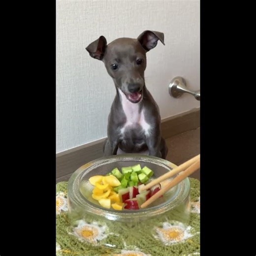 Cute Dog Enjoys Fresh Fruit Snack | Healthy Treats for Happy Pets! 🐶🍎🍌 #shorts