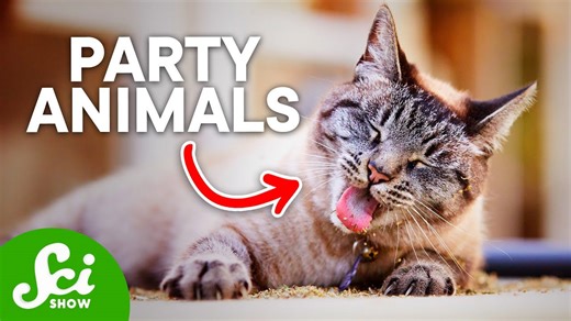 How animals can get high in the wild