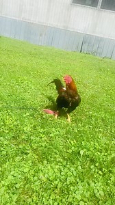 Pura sangre Asil Cobra | Rancho Illinois